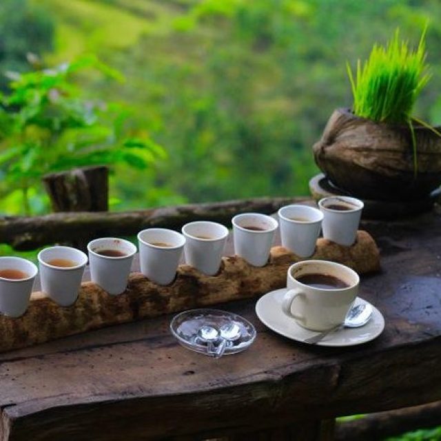 Exploring coffee plantations and tasting Luwak coffee.