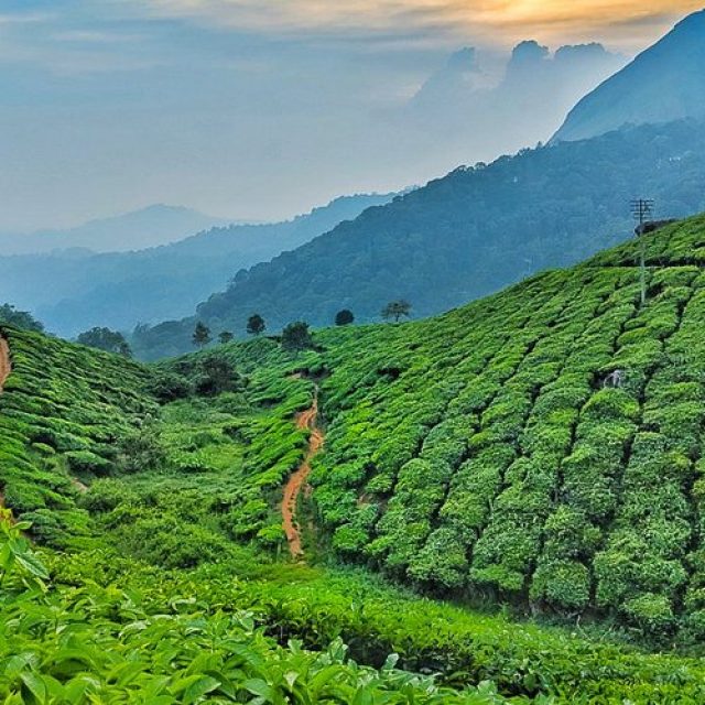 Exploring lush tea gardens in Munnar.