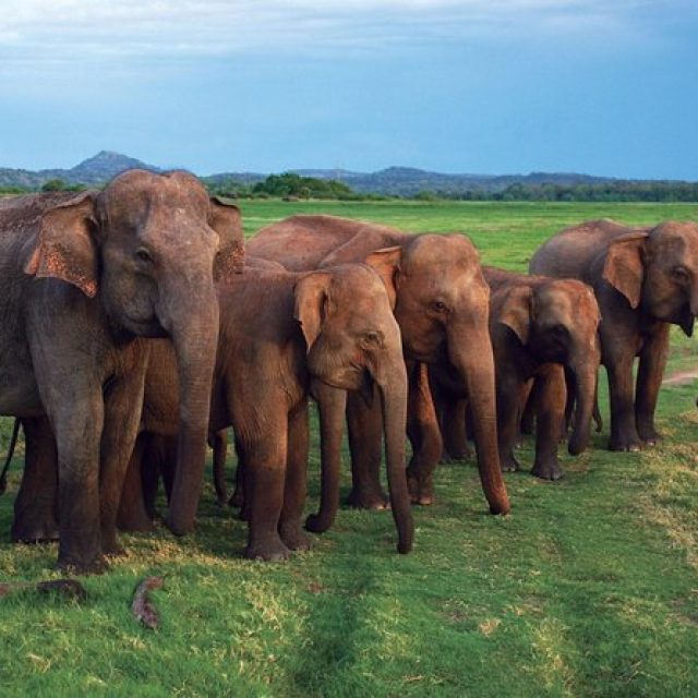 Spotting elephants on safari at Udawalawe National Park.