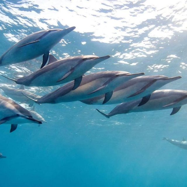 Swimming with dolphins in the open sea near Tamarin Bay.