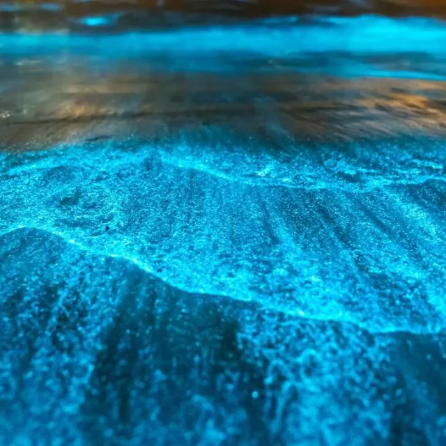 Watching bioluminescence at Havelock Island’s beaches.