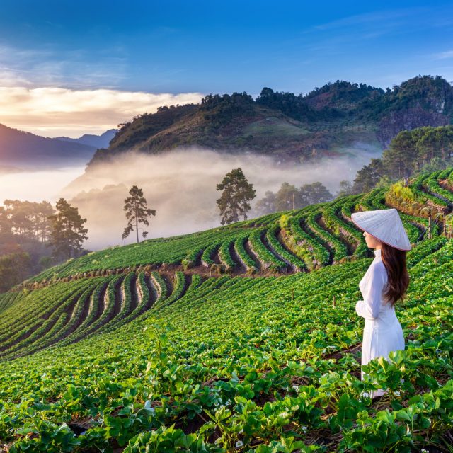 Asian woman wearing Vietnam culture traditional in strawberry garden on Doi Ang Khang , Chiang Mai, Thailand.