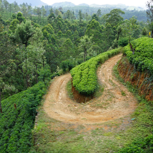 nuwara-eliya-xanh-mat-doi-che-view-on-train.png